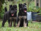 lion Shepherd puppies
