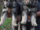Lion Shepherd Puppies