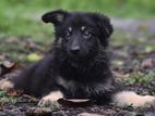 Lion Shepherd Puppies