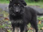 Lion Shepherd Puppies