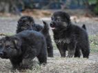 lion Shepherd puppies