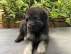 Lion Shepherd puppies