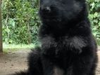 Lion Shepherd Puppies