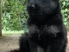 Lion Shepherd Puppies