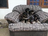 Lion Shepherd Puppies