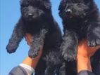 Lion Shepherd Puppies