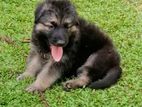 Lion Shepherd Puppies