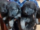 Lion Shepherd Puppies