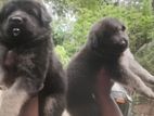 Lion Shepherd Puppy