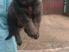 Lion Shepherd Puppy