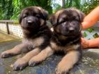 Lion Shepherd Puppy