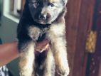 Lion Shepherd Puppy