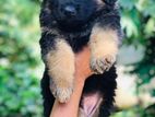 Lion Shepherd Puppy