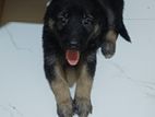 Lion Shepherd Puppy