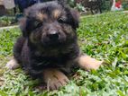 Lion Shepherd Puppy