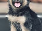 Lion Shepherd Puppy