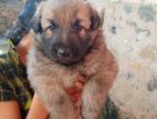 Lion Shepherd Puppies
