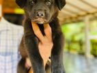 Lion Shepherd Puppy