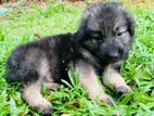 Lion Shepherd Puppy