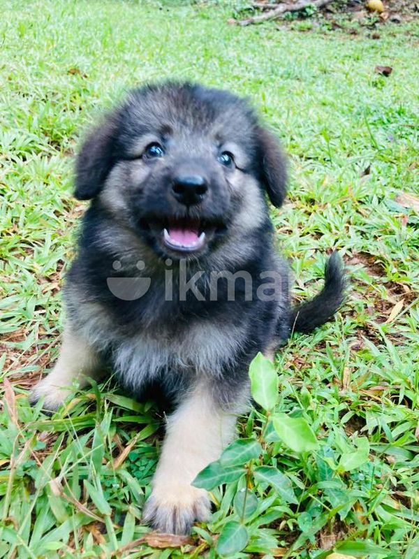 Lion shepherd dog deals price