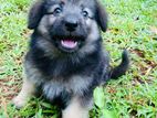 Lion Shepherd Puppy