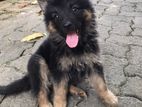 Lion Shepherd Puppy