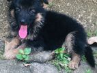 Lion Shepherd Puppy