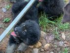 Lion Shepherd Puppy