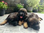 Lion Sherpherd Puppies