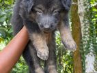 Lion Shepherd Puppy