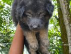 Lion Shepherd Puppy