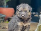 Lion Shepherd Puppy