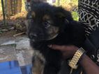 Lion Shepherd Puppy