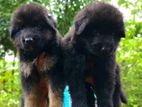 Lion Shepherd Puppys