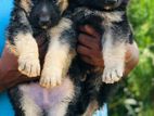 Lion Shepherd Puppy