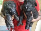 Lion Shepherd Puppies