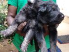 Lion Shepherd Puppies