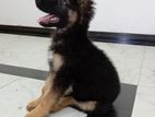Lion Shepherd Male Puppy