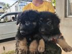 Lion Shepperd Puppy