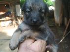 Lion Shepherd Puppies