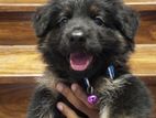 Lion Shepherd Dog