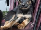 Lion Shepherd Puppies