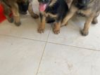 Lion Shepherd Puppies