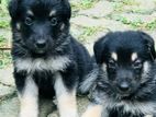Lion Shepherd Puppies