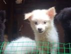 lione pimaneriyan puppies