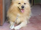 Lion Pomeranian for Crossing