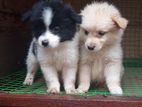 Lion Pomeranian Puppies