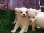 Lion Pomeranian Puppies