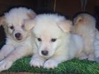 Lione Pomaneriyan Puppies