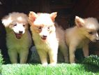 Lion Pomeranian Puppies